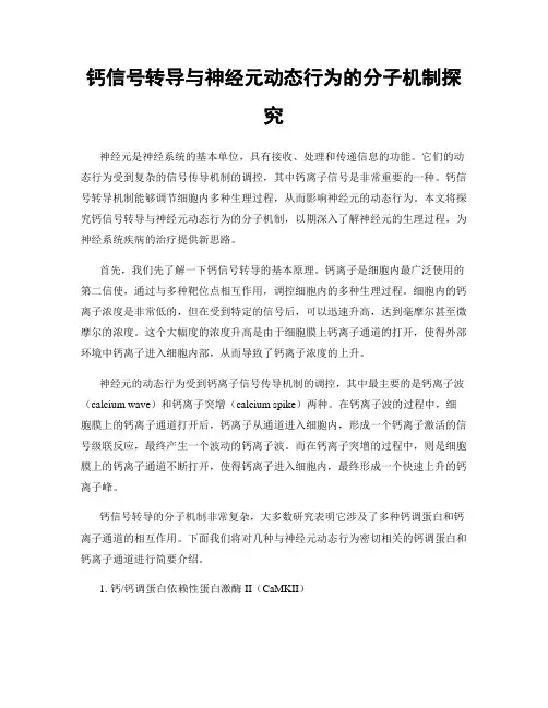钙信号转导与神经元动态行为的分子机制探究