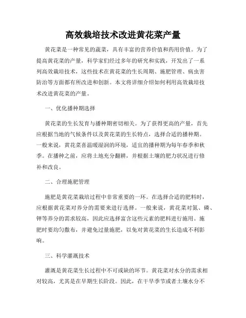 高效栽培技术改进黄花菜产量