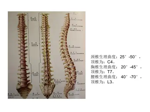 脊柱X线测量