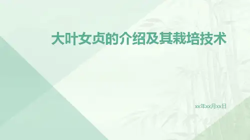 大叶女贞的介绍及其栽培技术