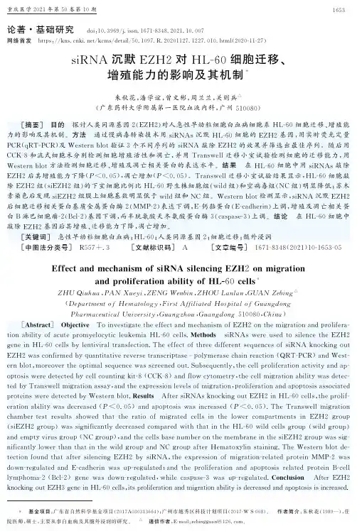 siRNA沉默EZH2对HL-60细胞迁移、增殖能力的影响及其机制