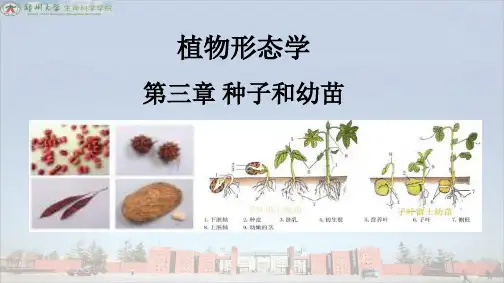 大学课件《植物生物学》第三章 种子和幼苗3218