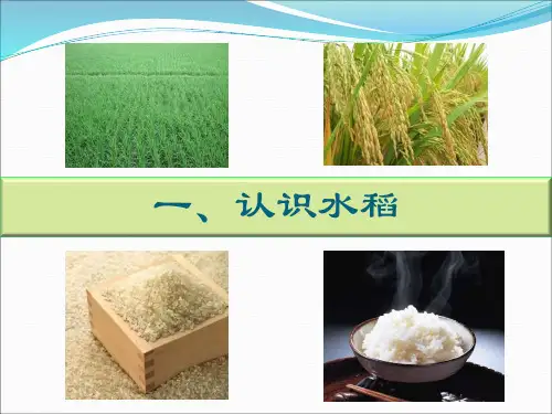 水稻的一生