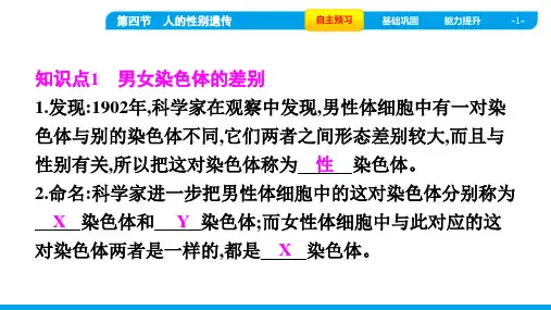 人教版八年级下册生物第七单元生物圈中生命的延续和发展第二章生物的遗传与变异 第四节人的性别遗传