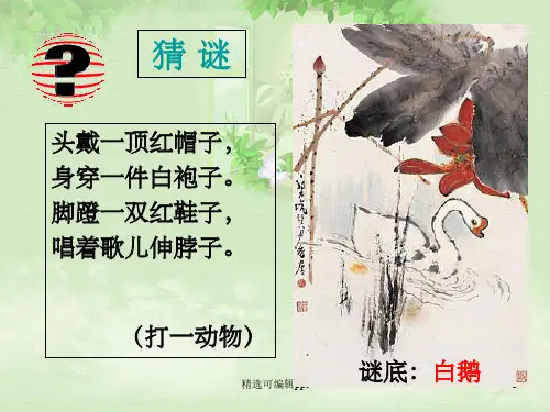 《白鹅》PPT课件完整