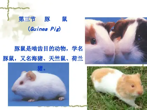 第二章 豚鼠