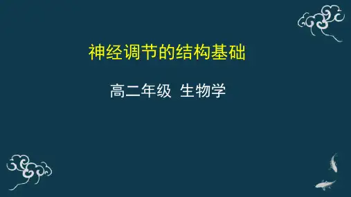 04 神经调节的结构基础 课件-2020年秋高中生物人教版(2019)选择性必修一