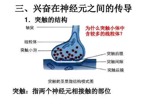 兴奋在神经元之间的传导 PPT课件
