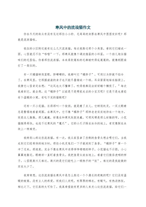 寒风中的流浪猫作文