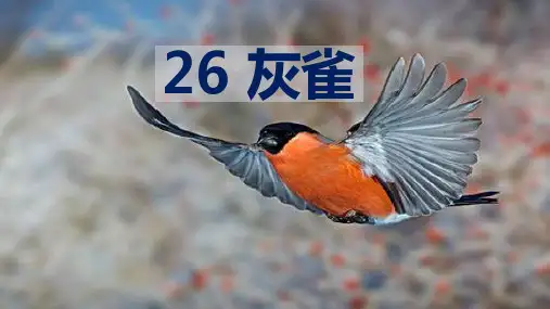 统编版三年级语文上册第26课《灰雀》优质课件(共80张PPT)