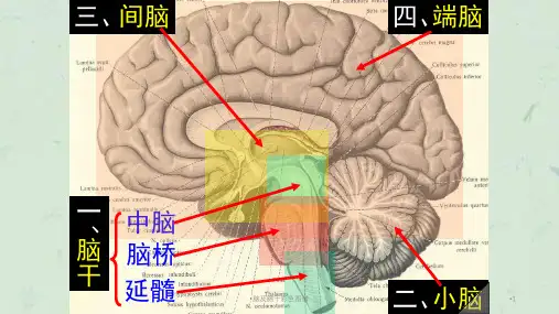 脑及脑干彩色图谱课件