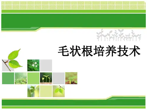 第六章毛状根培养