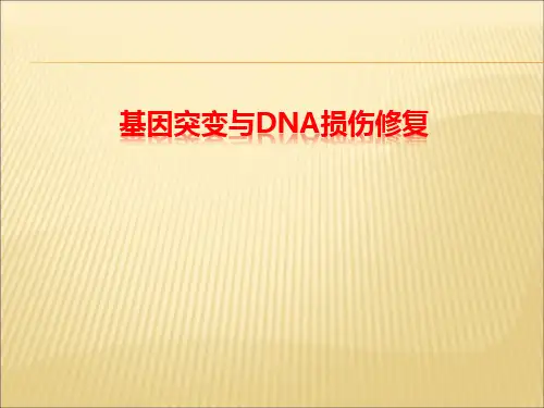 基因突变与DNA损伤修复讲解