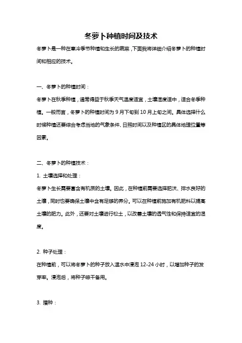 冬萝卜种植时间及技术