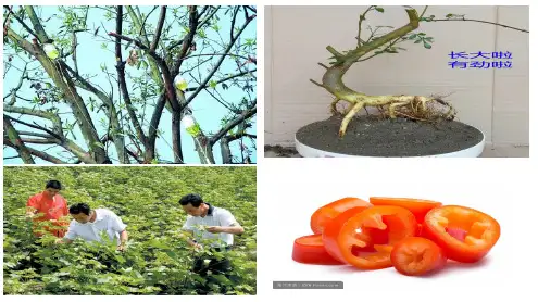 高中生物必修3《第2章生物个体的内环境与稳态第5节植物生命活动的调节二生长...》207北师大PPT课件