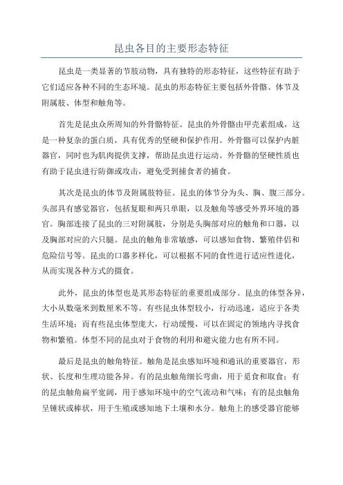 昆虫各目的主要形态特征