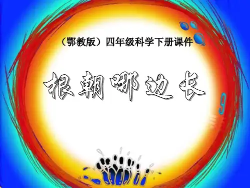 鄂教版四年级科学下册 (根朝哪边长)新课件