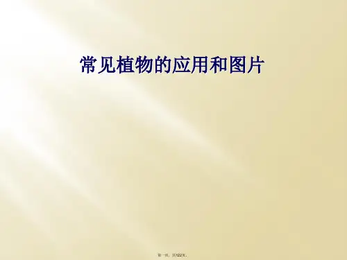 常见植物的应用和图片