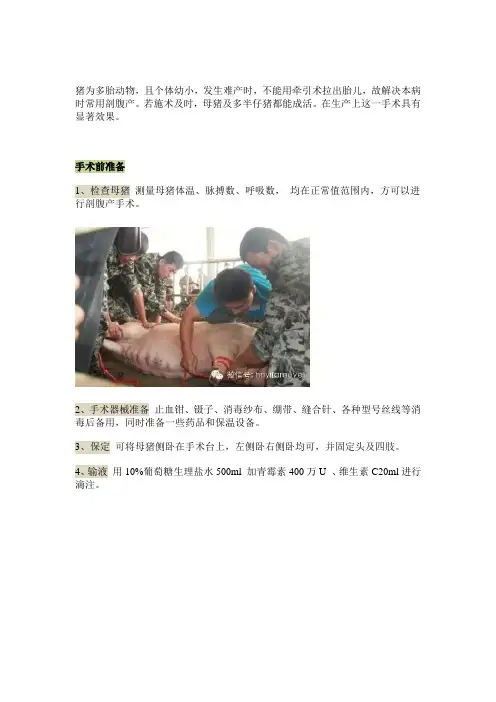 母猪剖腹产术