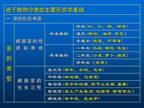 被子植物分类的主要形态学基础