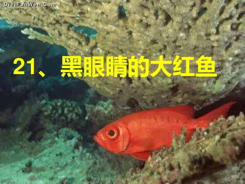鄂教黑眼睛的大红鱼PPT课件