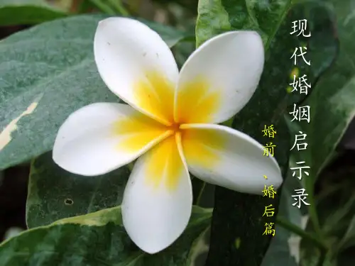 现代婚姻启示录