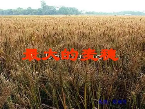 六年级语文最大的麦穗1(中学课件2019)
