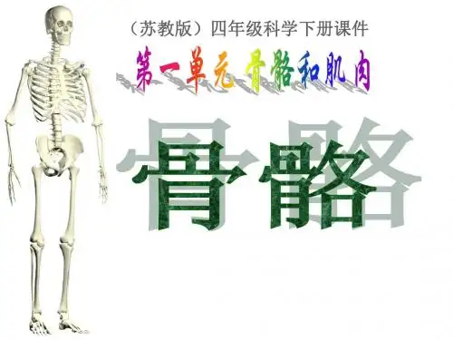 四年级科学下册_骨骼_1课件_苏教版