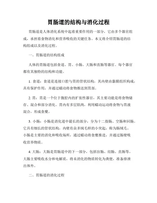 胃肠道的结构与消化过程
