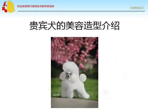 贵宾犬的美容造型介绍.ppt