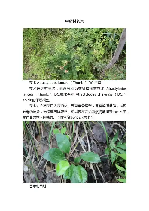 中药材苍术