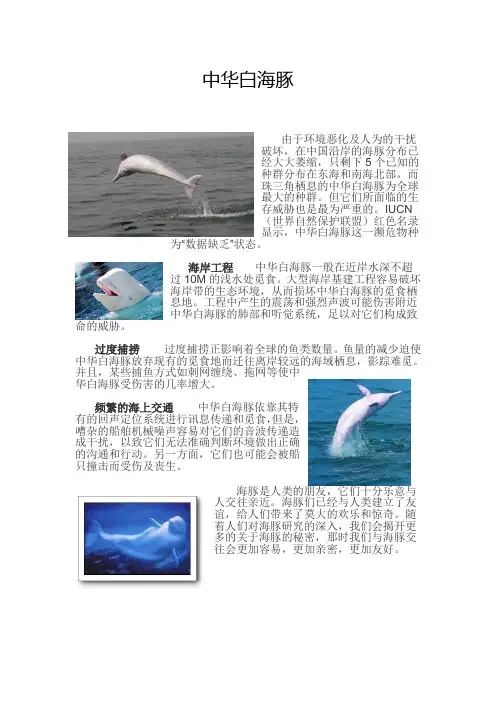 中华白海豚