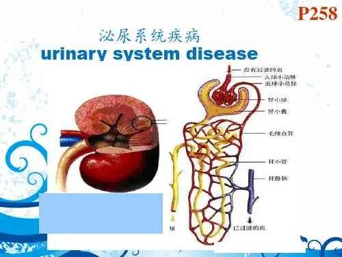 泌尿系统疾病(全套课件162P)  ppt课件
