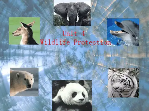 人教版高中英语 必修二 Unit4 Wildlife protection Warming up a