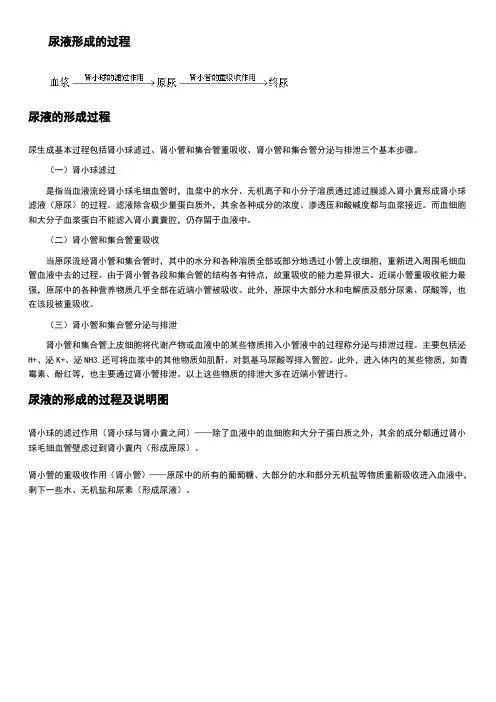 尿液形成的过程资料
