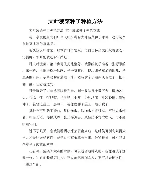 大叶菠菜种子种植方法