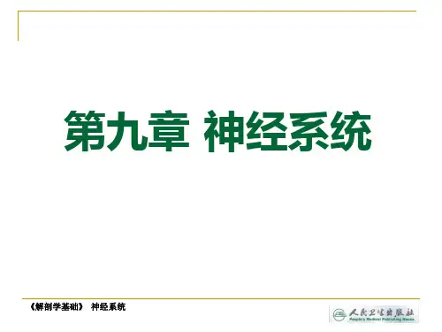 第九章神经系统 (2)