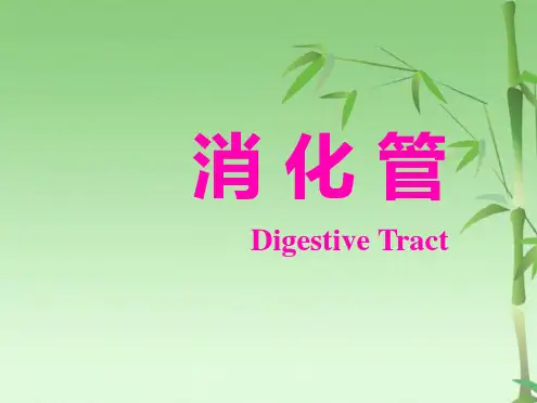 讲消化管(共63张PPT)
