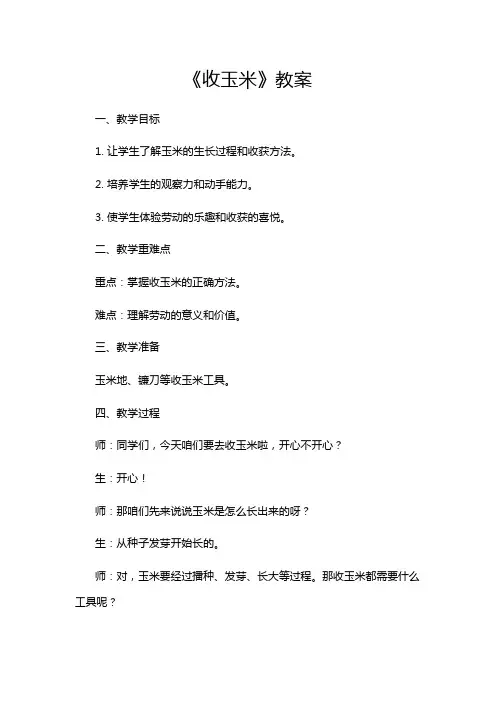《收玉米》教案