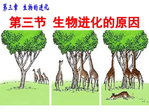 生物进化的原因 (2) 初中生物人教版八年级上册课件