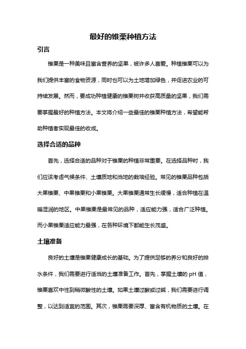 最好的锥栗种植方法