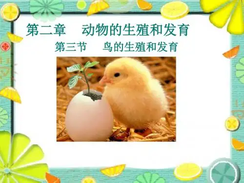 初中生物八年级上册第四单元第二章第三节 鸟的生殖和发育