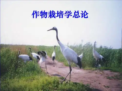 作物栽培学1