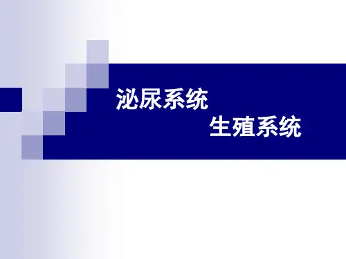 泌尿系统生殖系统