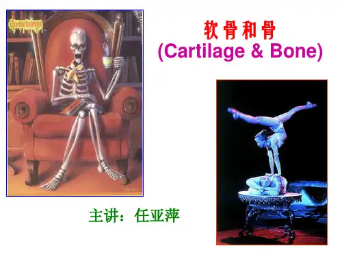 软骨、骨