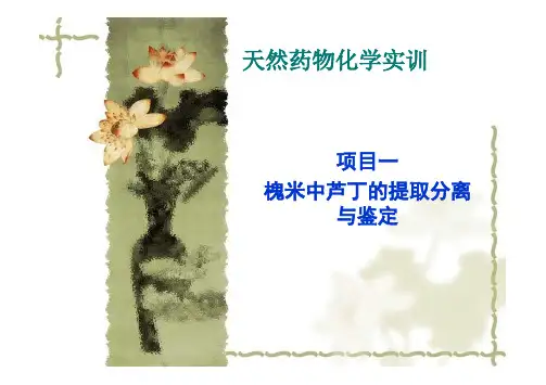 槐米中芦丁的提取分离与鉴定