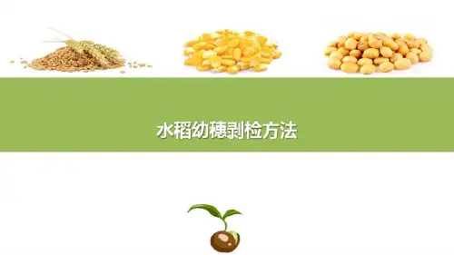 水稻种子生产基本技术—花期预测方法