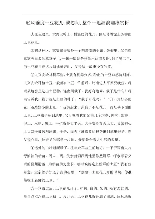 轻风垂度土豆花儿,倏忽间,整个土地波浪翻滚赏析