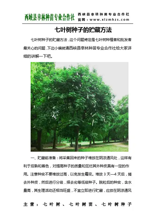 七叶树种子的贮藏方法