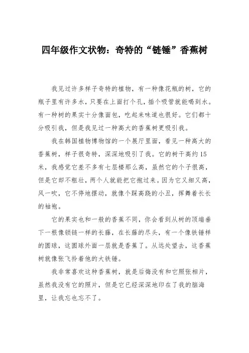四年级作文状物：奇特的“链锤”香蕉树